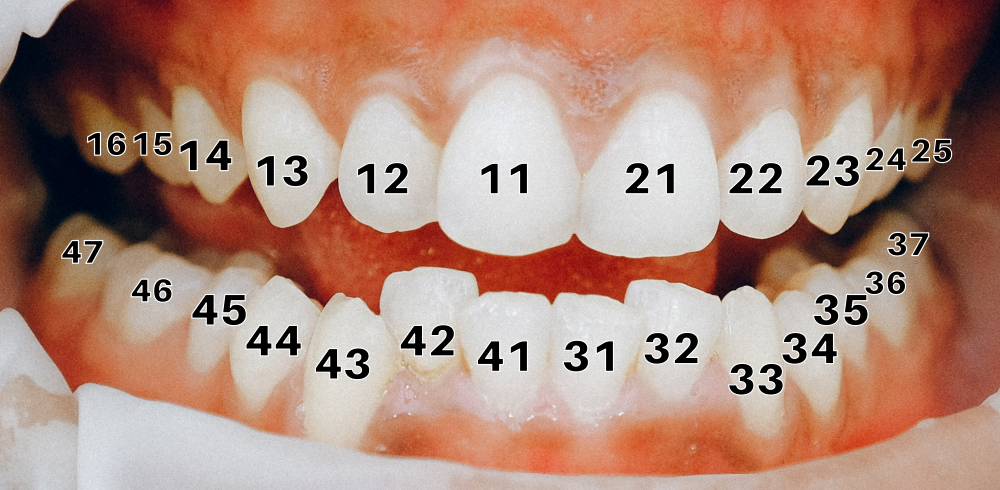 Numeração dos dentes